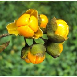 Celastrus Extract, (Intellect Seed) Powder extract