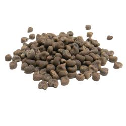 Ambrette Seeds Organic
